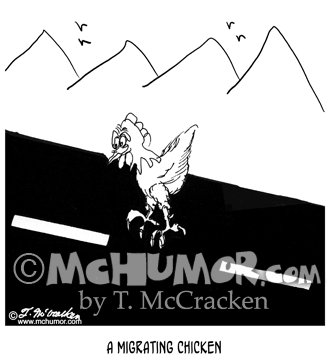 Chicken Cartoon 2552