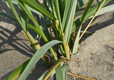American Beach Grass