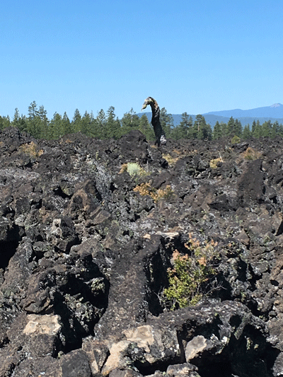 Lava Ness Tree