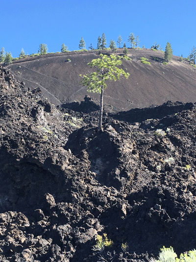A tree at Lava Lands