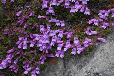Davidson’s Penstemon (Penstemon davidsonii)