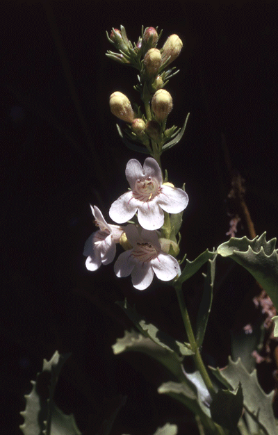 Hotrock penstemon (Penstemon deustus)