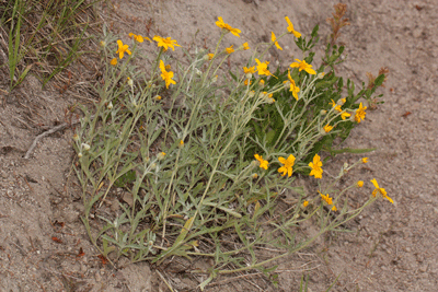 Oregon sunshine (Eriophyllum lanatum)