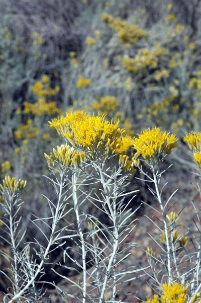 Gray rabbitbrush (Ericameria nauseosa)