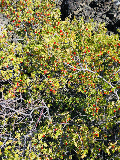 Wax currant (Ribes cereum)