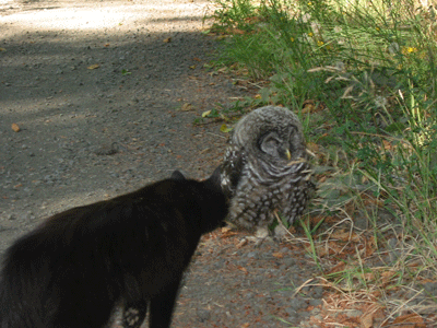 The Owl and My Pussy Cat