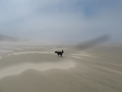 Sam in the wind at the beach