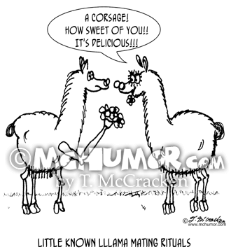 Llama Cartoon 3473